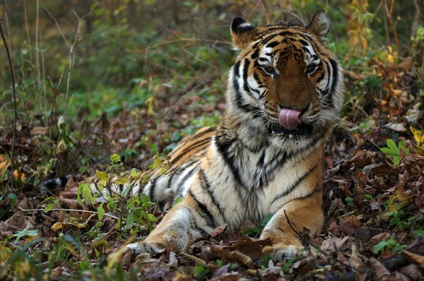 Амурский тигр. Фото - Валерий Малеев / WWF России