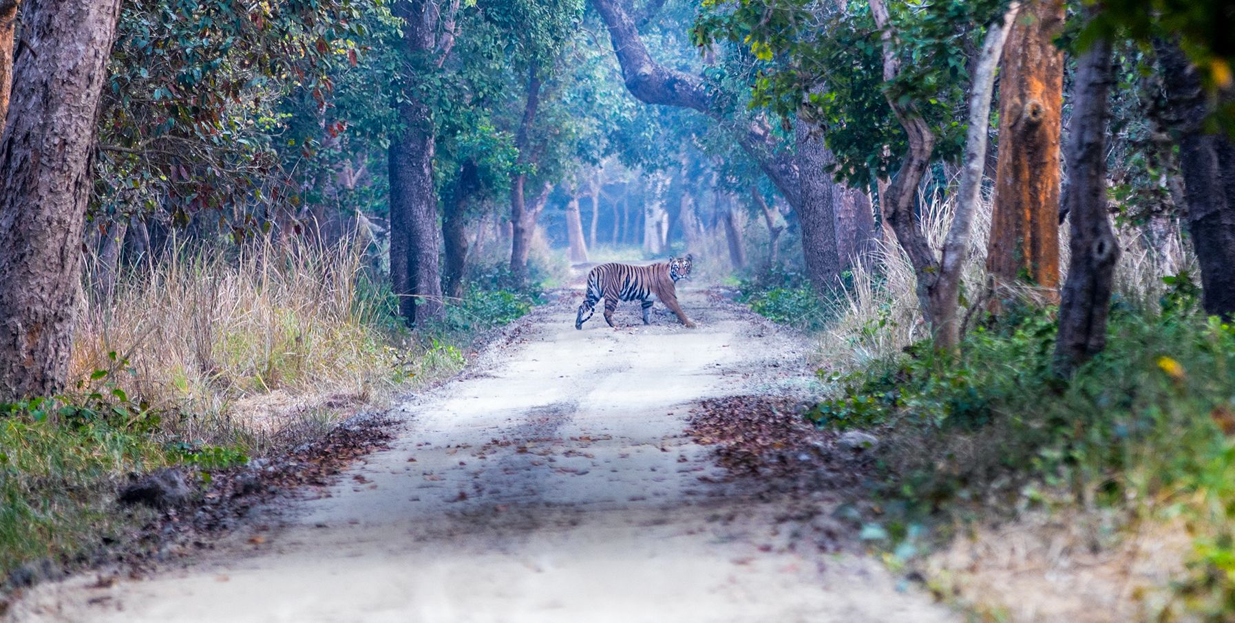 Тигр. Фото Mihir Mahajan / WWF International