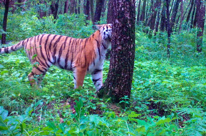 Тигрица Светлая. Кадр фотоловушки центра "Амурский тигр"