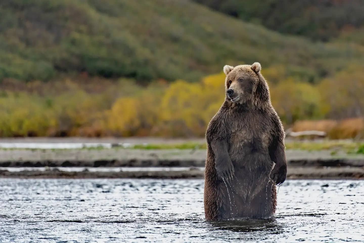 Массу тела бурых медведей, обитающих в дикой природе, определят на Камчатке