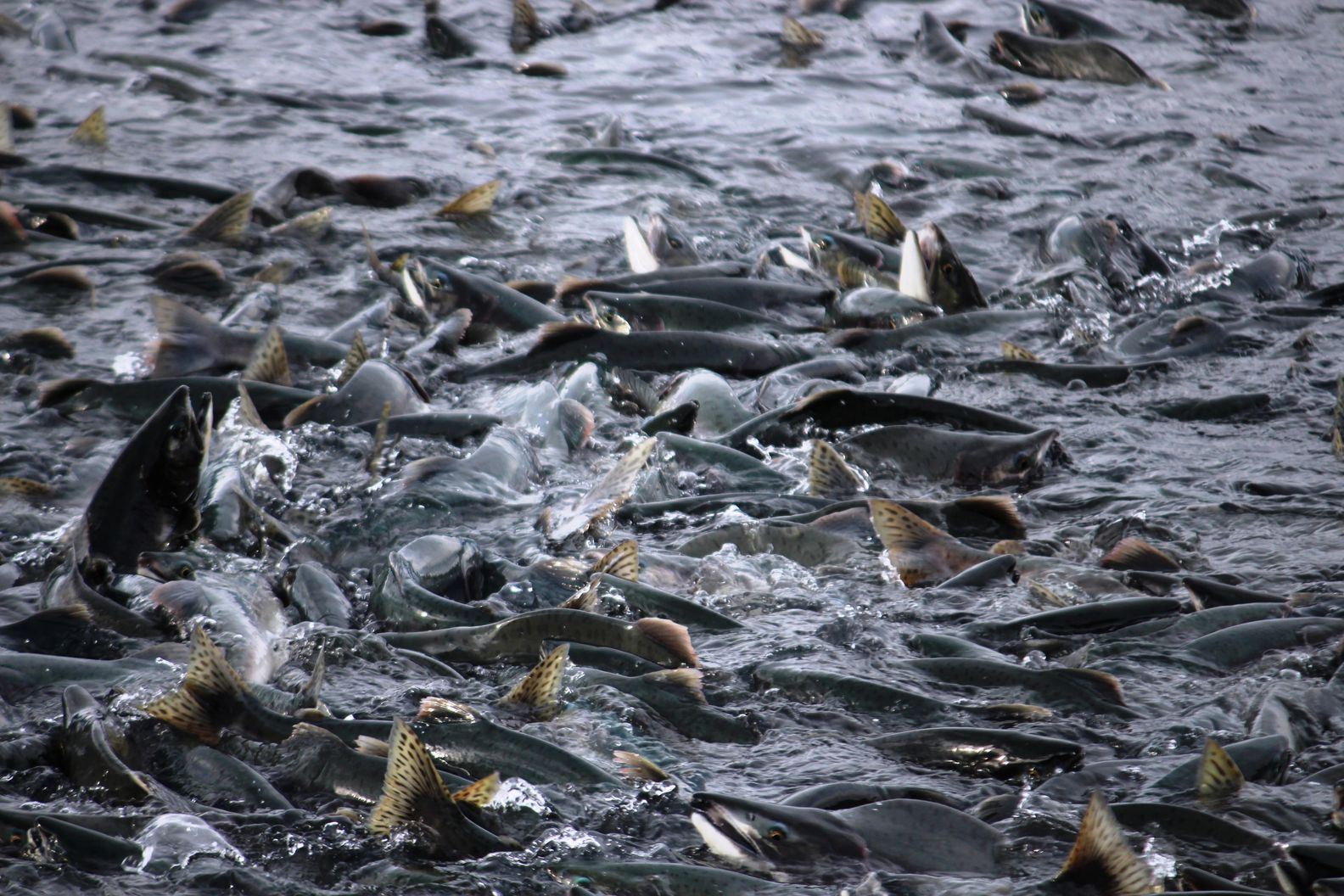 22 water-wildlife-fish-salmon-alaska-pollution-valdez-salmon-migration- by . 