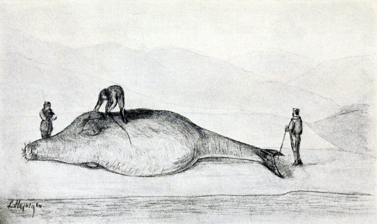 Стеллер измеряет морскую корову. Рисунок Леонарда Штейнегера из книги Steller's Journal of the Sea Voyage from Kamchatka to America