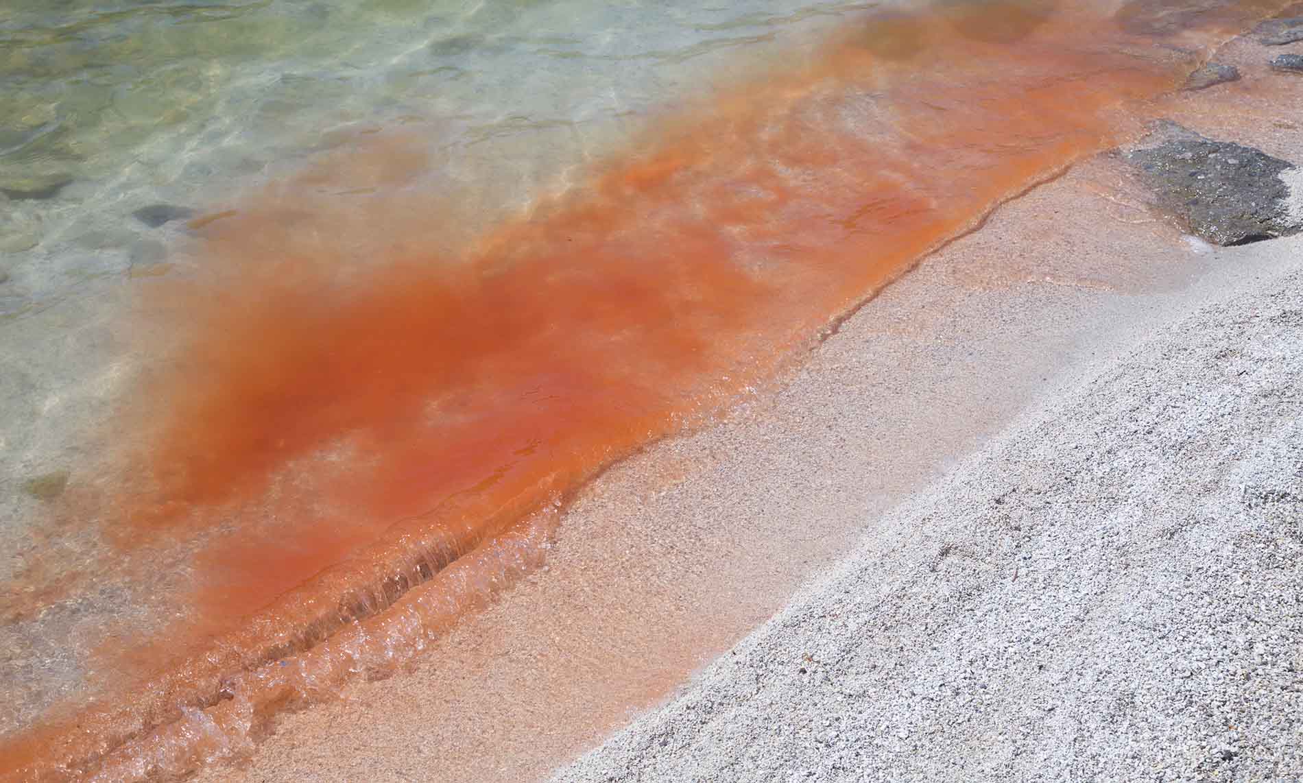 Красная вода оказалась множеством маленьких ракообразных, 01.07.2022 г. Автор фото: Сергей Стефанов