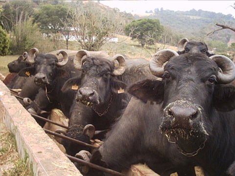 буйволы Бразилии 1305363486140 by . 