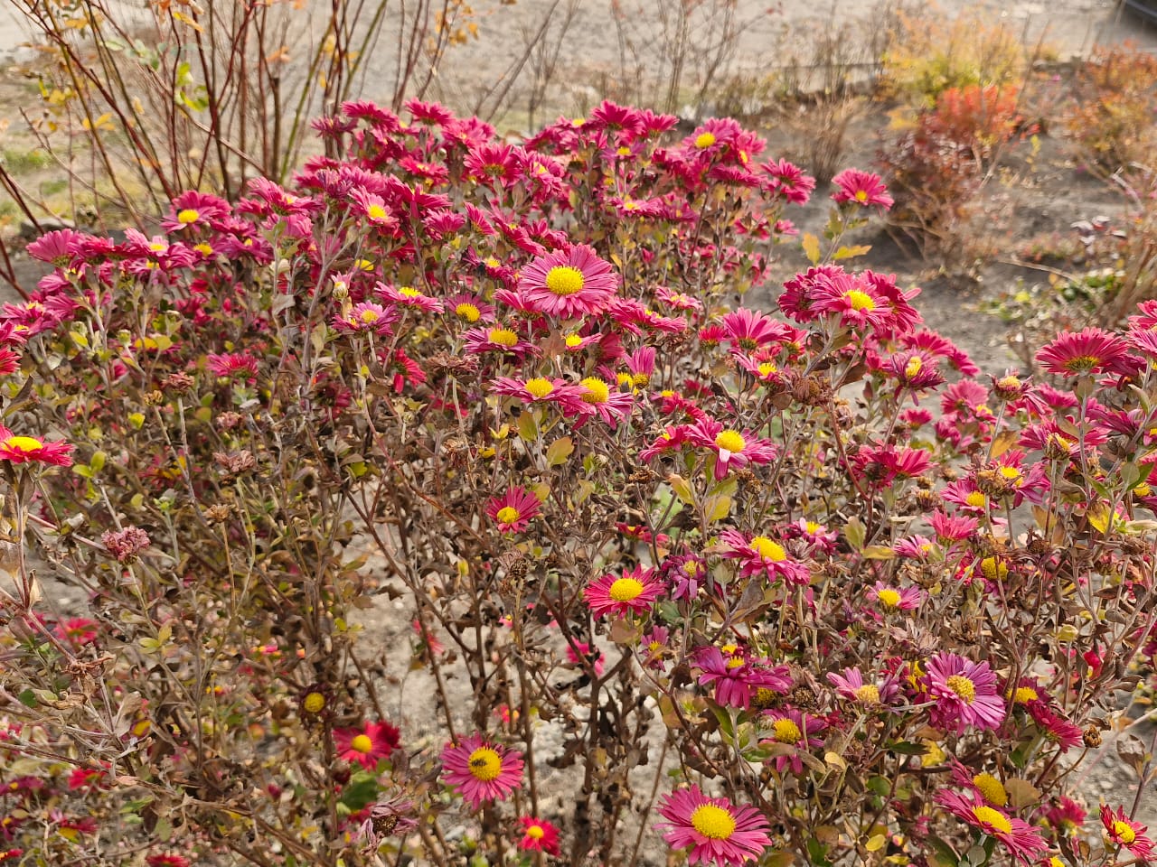 16ноября.2 jpg 16ноября.2 jpg by .