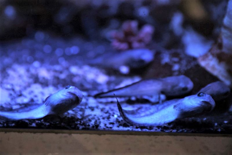 Мальки Мальки