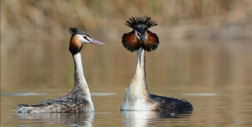 чомга чомга by .